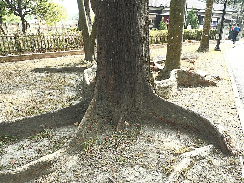 臺灣鳳梨工場、蚵仔寮漁市場、愛琴海岸海景渡假農場、橋頭糖廠、明寧靖王墓,外掛位在屏東的勝利星村V.I.P Zone — 2024年【小惡魔金龍踏春】春節假期遊程之一