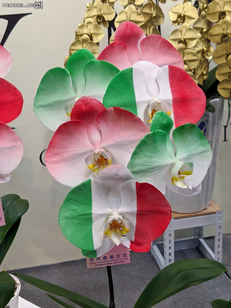 2024國際蘭花展後壁展區 台南市後壁區烏樹林蘭花園區 02/24