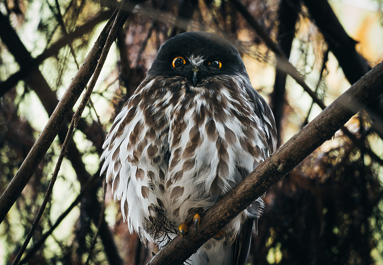 全幅長焦初體驗 NIKKOR Z 180-600mm