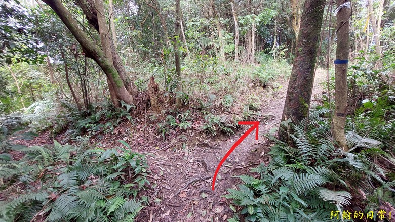 【小惡魔金龍踏春】雙心縱走 12座山峰+環湖走出心連心