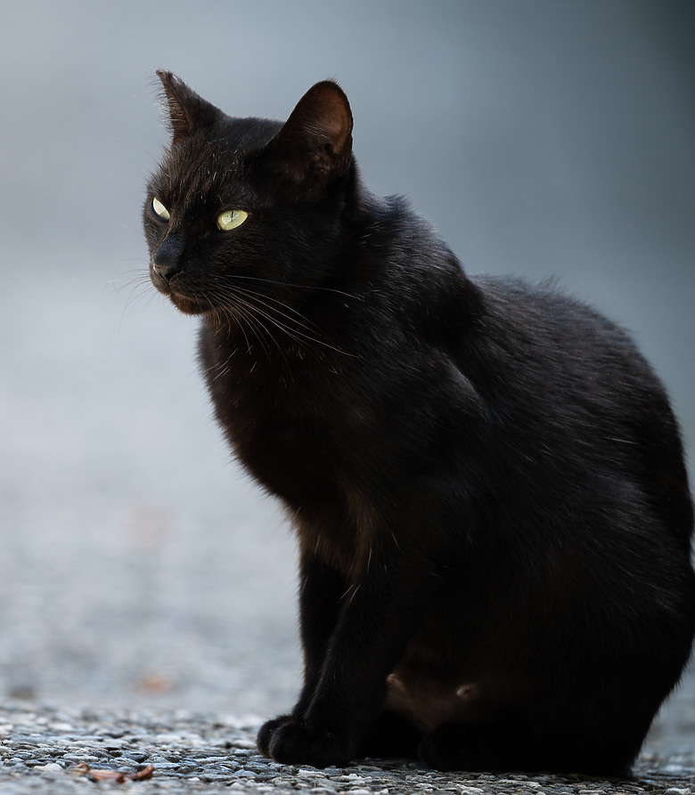 全幅長焦初體驗 NIKKOR Z 180-600mm