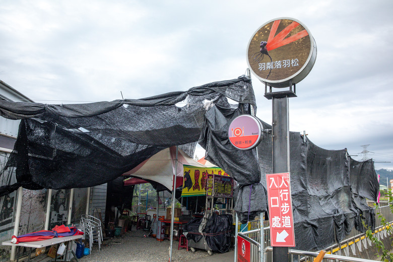 【小惡魔金龍踏春】苗栗綠意山莊、泰安鐵道文化園區、羽粼落羽松