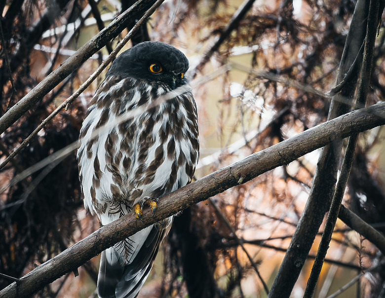 全幅長焦初體驗 NIKKOR Z 180-600mm