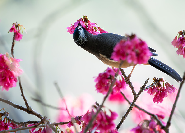 全幅長焦初體驗 NIKKOR Z 180-600mm