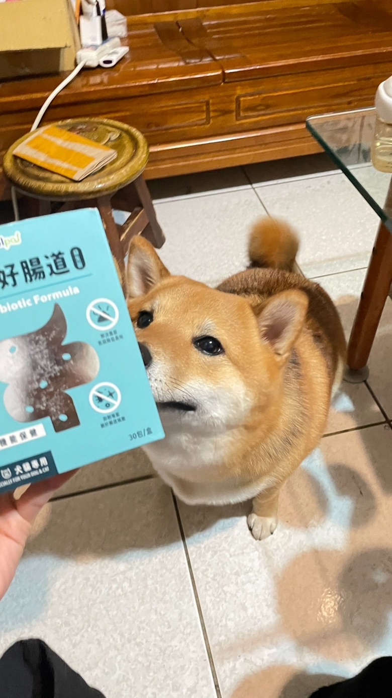 毛孩腸胃敏感怎麼辦?益生箘分享!