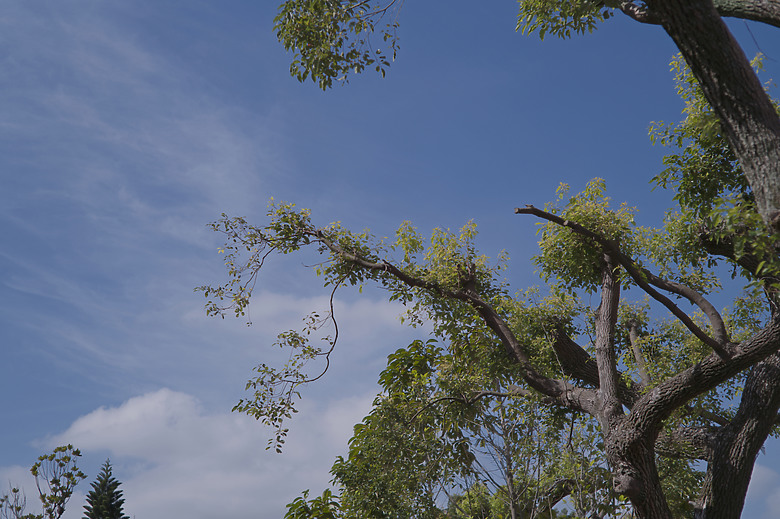 (微分享)古典清麗散景, M11+Zeiss C Sonnar 50mm f1.5 ZM