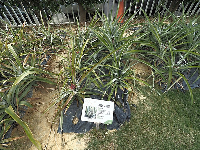 臺灣鳳梨工場、蚵仔寮漁市場、愛琴海岸海景渡假農場、橋頭糖廠、明寧靖王墓,外掛位在屏東的勝利星村V.I.P Zone — 2024年【小惡魔金龍踏春】春節假期遊程之一