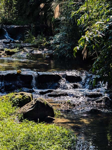 【小惡魔金龍踏春】上山看應景龍騰櫻花，下山靠人擠人喜啃肋排