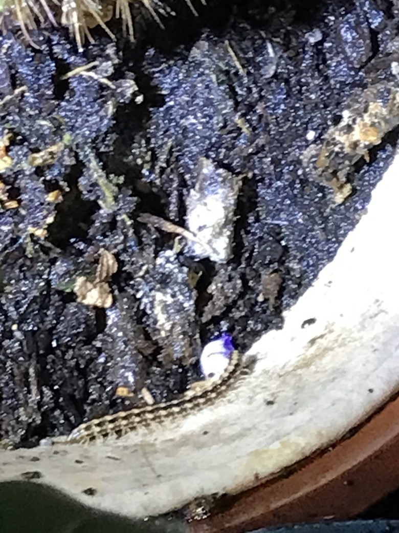 請問這是蜈蚣還是馬陸？