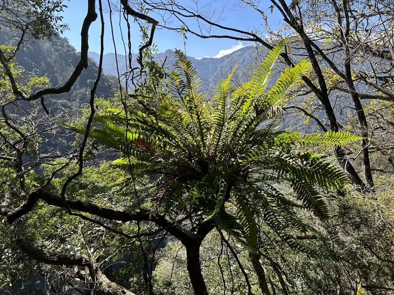 【小惡魔金龍踏春】八通關古道西段(西部版錐麓古道)