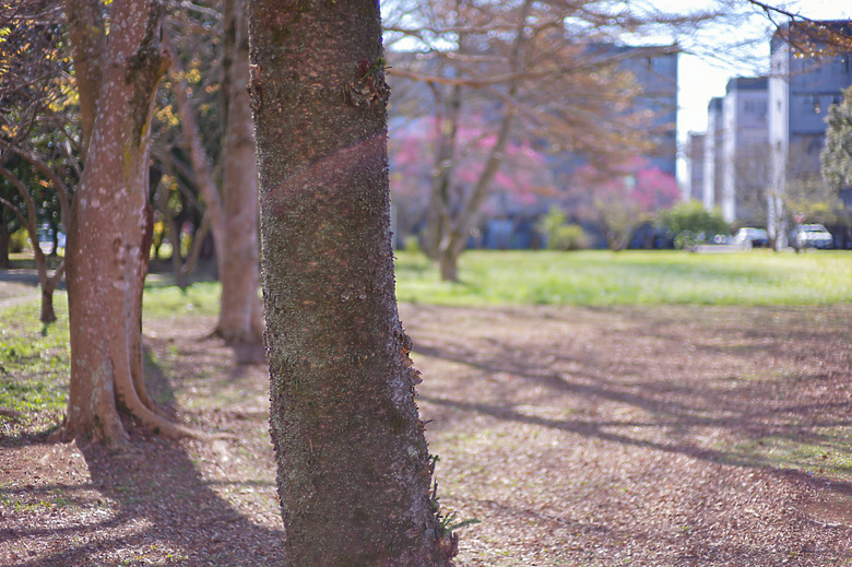 (微分享)古典清麗散景, M11+Zeiss C Sonnar 50mm f1.5 ZM