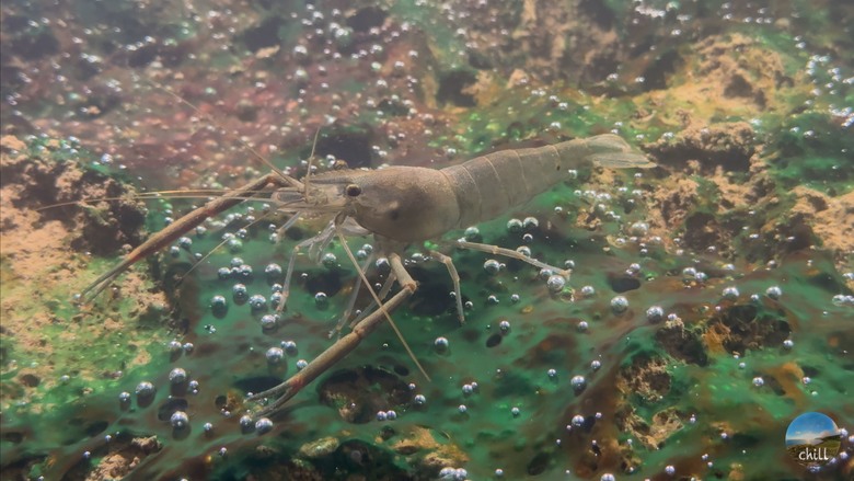 點我看大圖 【小惡魔金龍踏春】2024三貂嶺舊鐵道深度旅遊|免費導覽卻全程驚豔!隧道竟然有銀河?