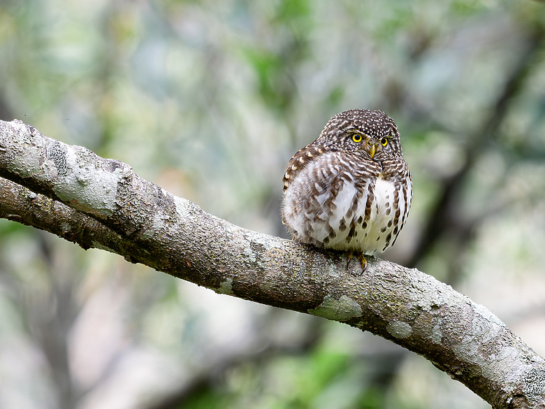 全幅長焦初體驗 NIKKOR Z 180-600mm