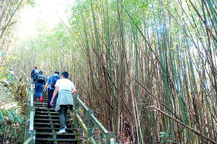 【小惡魔金龍踏春】嘉義阿里山 | 二延平步道健走