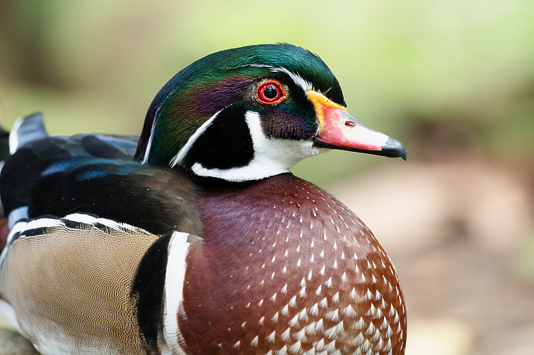 全幅長焦初體驗 NIKKOR Z 180-600mm