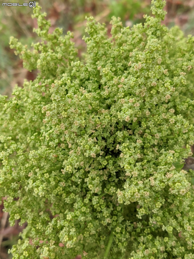 小葉欖仁+木麻黃+茄苳樹雄花+花旗木 台南市安平區湖濱水鳥公園 03/09