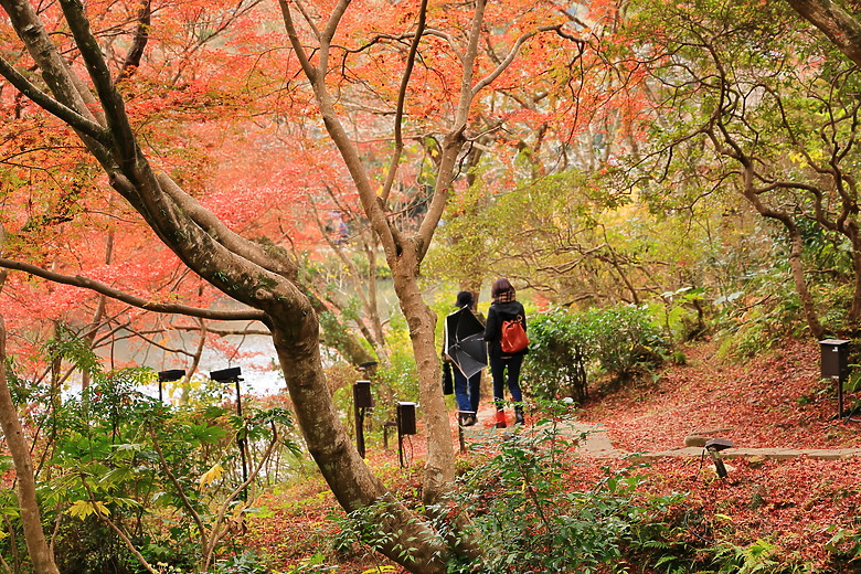 點我看大圖 (映像旅行) 與可愛虎將一起大啖和牛賞楓紅in日本佐賀 feat.台灣虎航