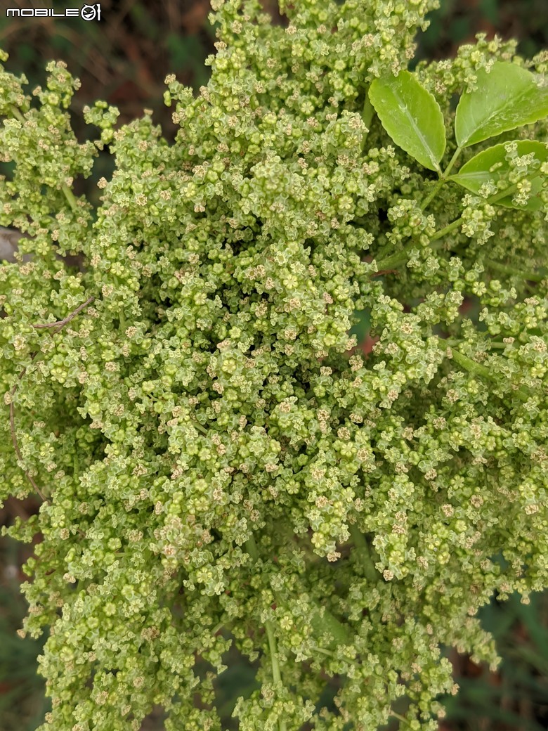 小葉欖仁+木麻黃+茄苳樹雄花+花旗木 台南市安平區湖濱水鳥公園 03/09