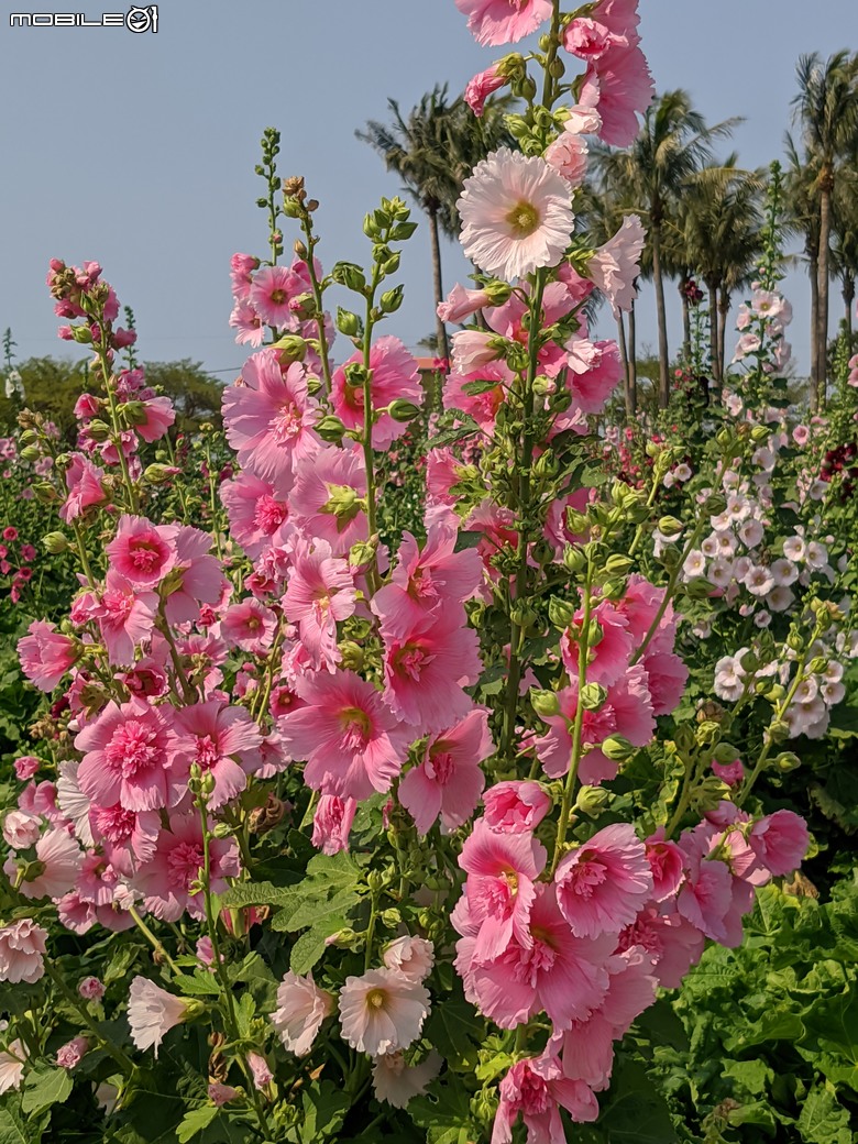 蜀葵花 臺南市學甲區光華里 03/17