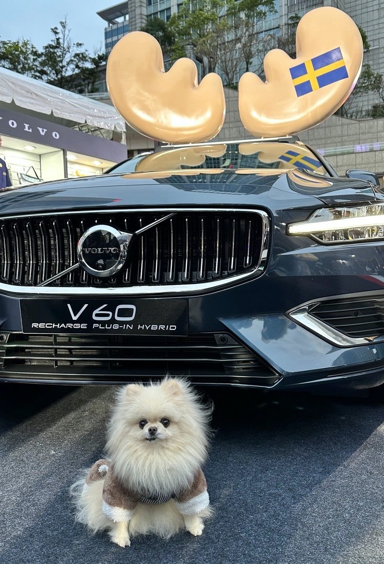 MILU寵物夜行，毛孩的道路安全值得被注意🐕