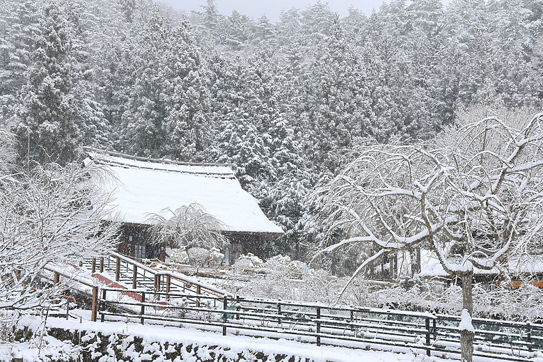 (映像旅行) 遨遊富士五湖，感受淺間大神魂動魅力in日本富士山 feat. Mazda CX-30