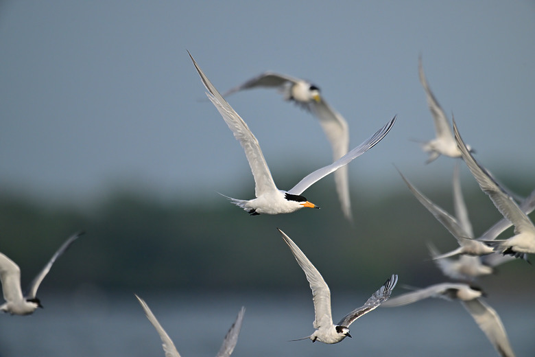 神話之鳥黑嘴端鳳頭燕鷗在高雄汕尾出現約24分鐘，2024年3月30日從下午3:55出現至4:19離開。