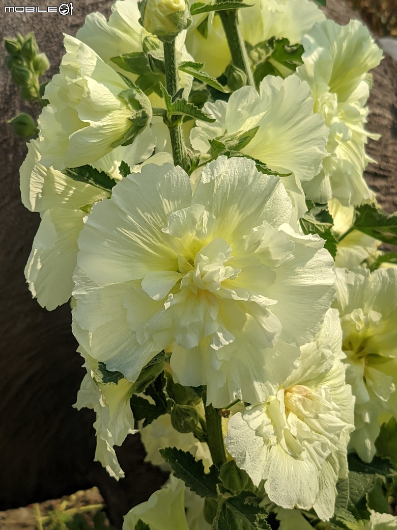 蜀葵花 臺南市學甲區光華里 03/17