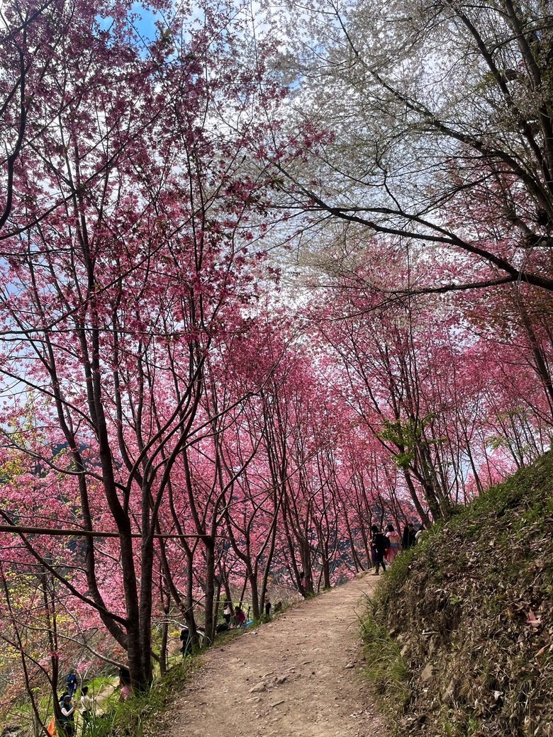 司馬庫斯賞櫻一日遊