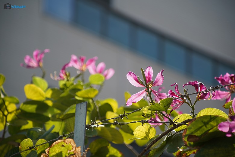 點我看大圖 30年輕小望遠鏡頭【CANON EF 80-200mm f/4.5-5.6 USM】