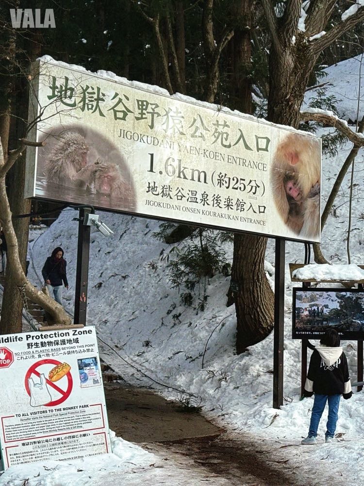 地獄谷野苑公苑。看雪猴泡湯泡溫泉真的好療癒。最淺顯易懂交通攻略
