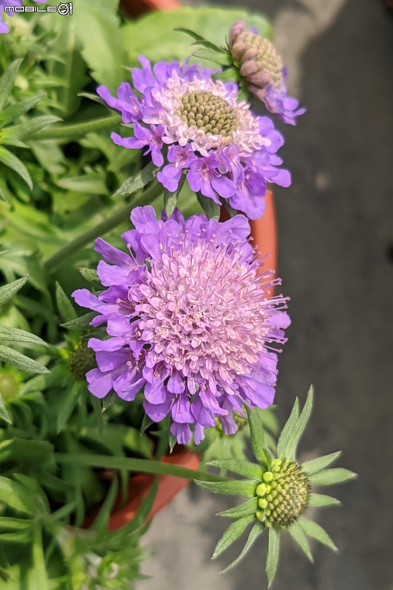 蘿貝利亞+松蟲草 台南市歸仁區七甲花卉區 03/10