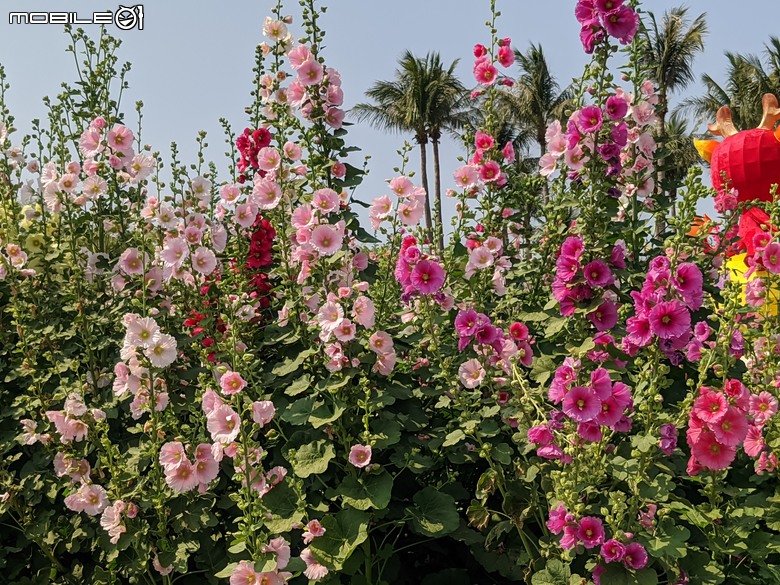 蜀葵花 臺南市學甲區光華里 03/17