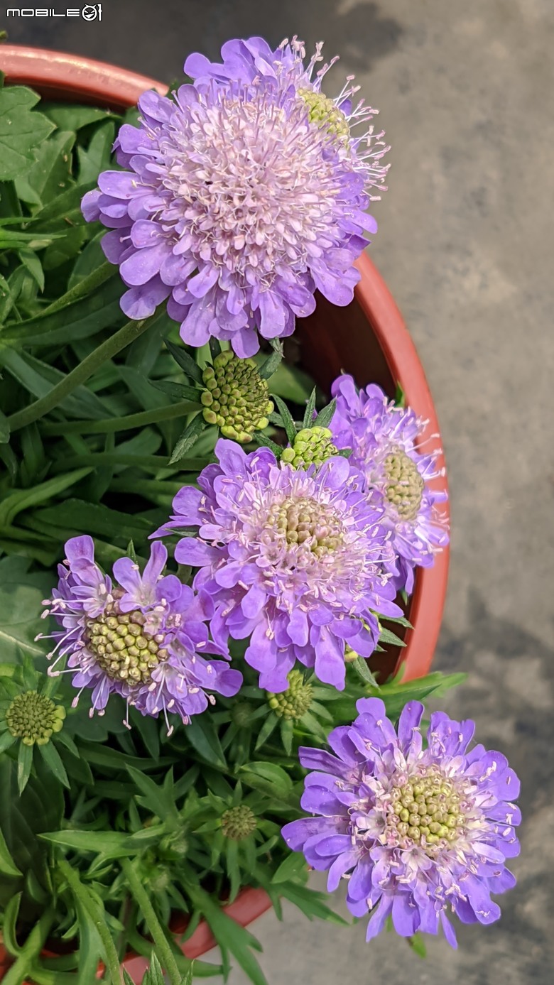 蘿貝利亞+松蟲草 台南市歸仁區七甲花卉區 03/10