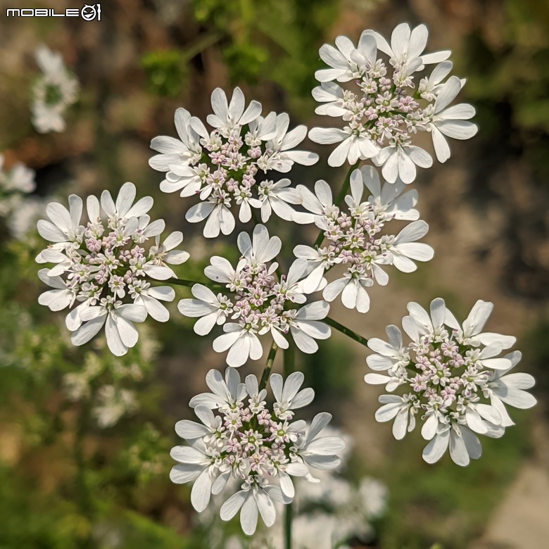 蜀葵花 臺南市學甲區光華里 03/17
