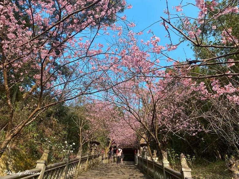 碧山巖櫻花隧道~滿開中的粉紅風暴來襲