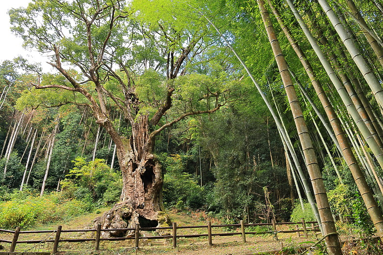 點我看大圖 (映像旅行) 與可愛虎將一起大啖和牛賞楓紅in日本佐賀 feat.台灣虎航