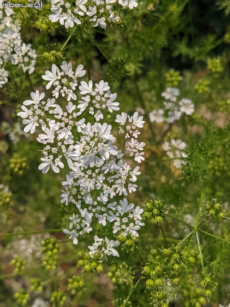 蜀葵花 臺南市學甲區光華里 03/17