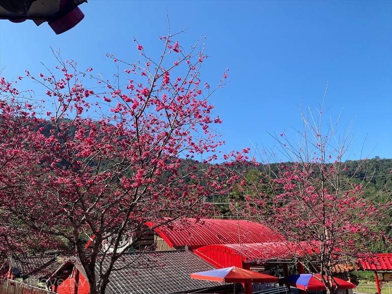 點我看大圖 免費賞櫻小秘境
