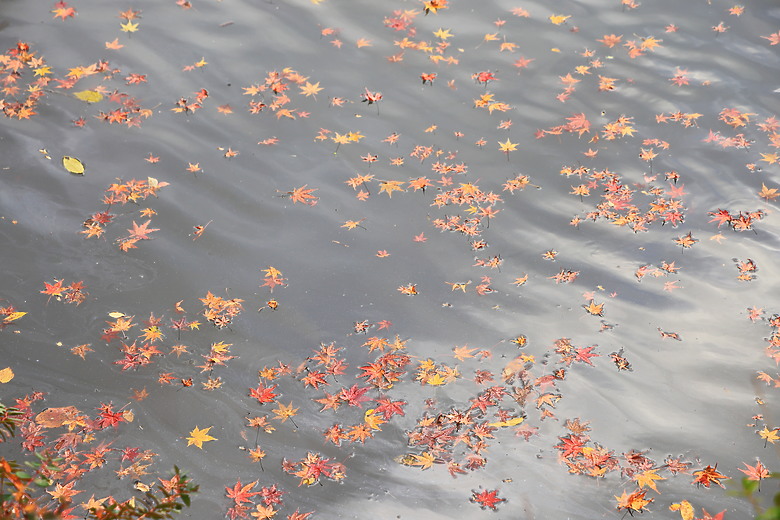 (映像旅行) 與可愛虎將一起大啖和牛賞楓紅in日本佐賀 feat.台灣虎航