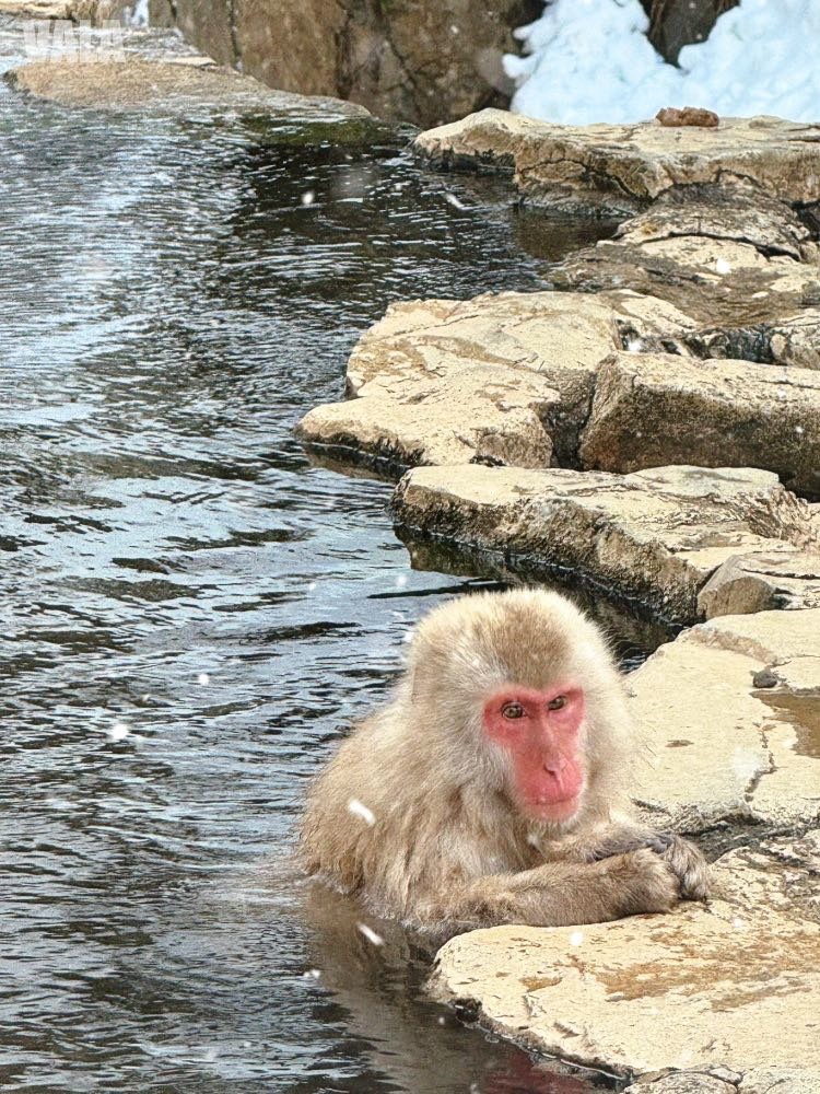 地獄谷野苑公苑。看雪猴泡湯泡溫泉真的好療癒。最淺顯易懂交通攻略