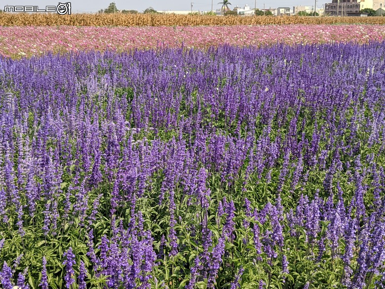 蜀葵花 臺南市學甲區光華里 03/17