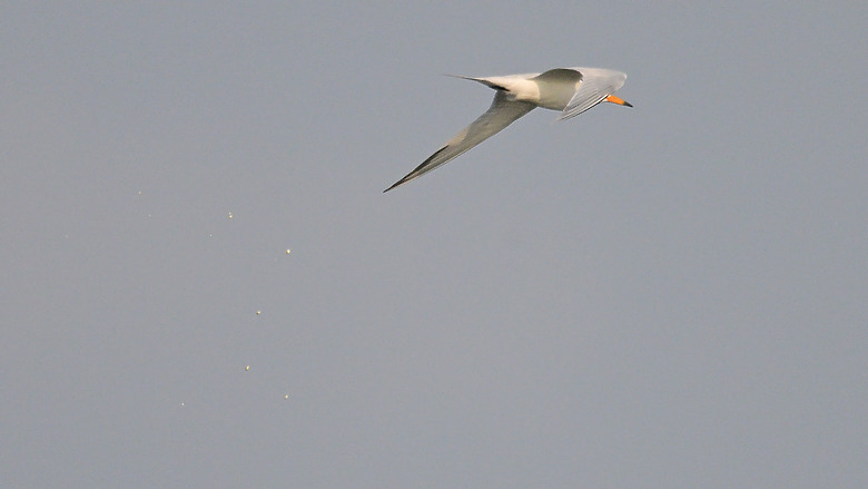 神話之鳥黑嘴端鳳頭燕鷗在高雄汕尾出現約24分鐘，2024年3月30日從下午3:55出現至4:19離開。