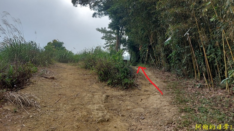 [苗栗 三義 大湖] 出關古道聖關段 關刀山 一日雙小百岳