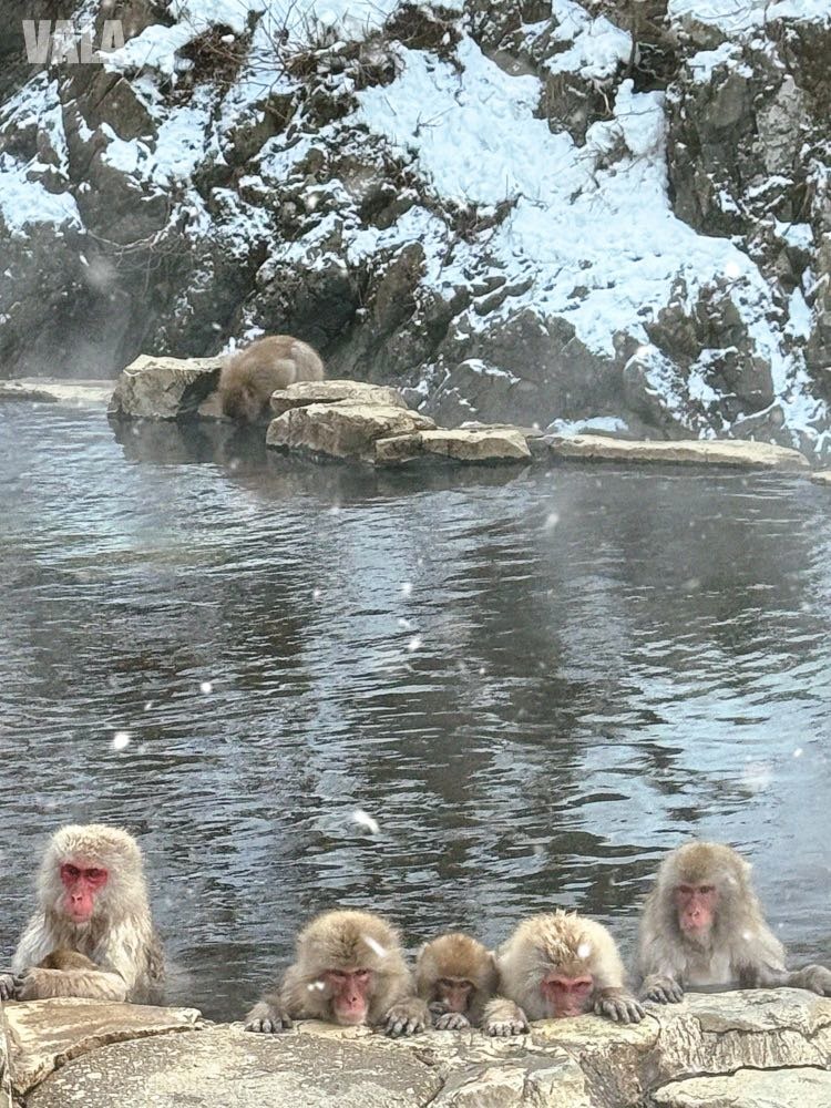 地獄谷野苑公苑。看雪猴泡湯泡溫泉真的好療癒。最淺顯易懂交通攻略