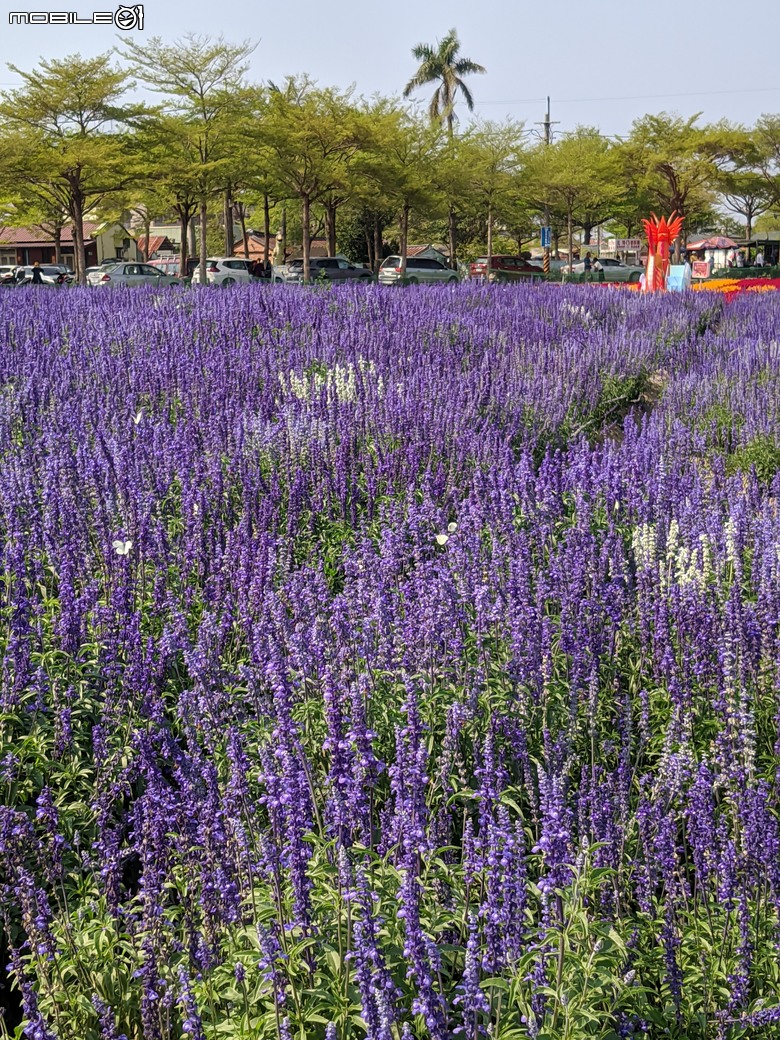 蜀葵花 臺南市學甲區光華里 03/17
