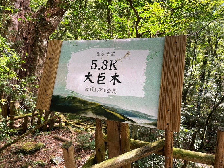 司馬庫斯賞櫻一日遊
