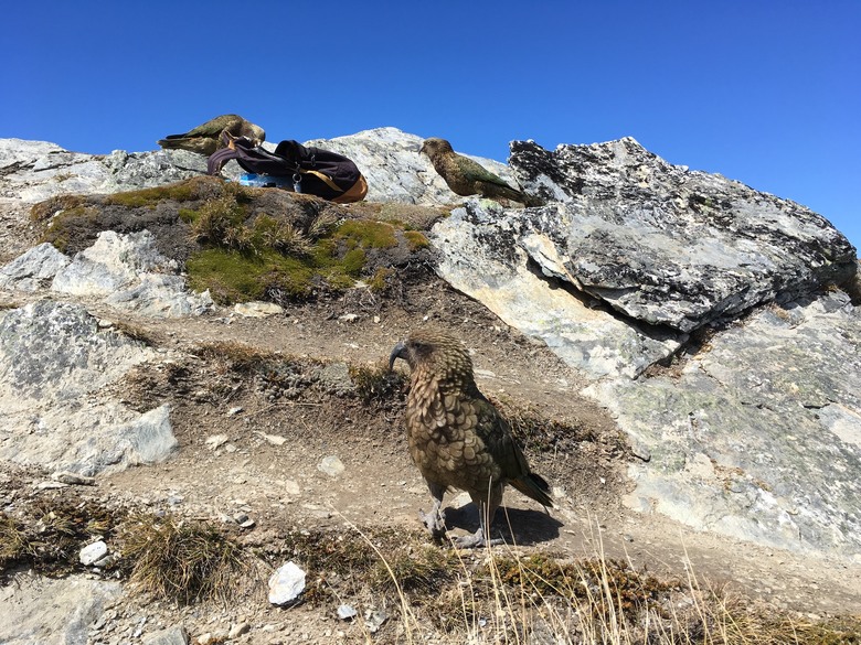 「瑜伽越野跑」暢遊 🇳🇿 紐西蘭 南島山海風光