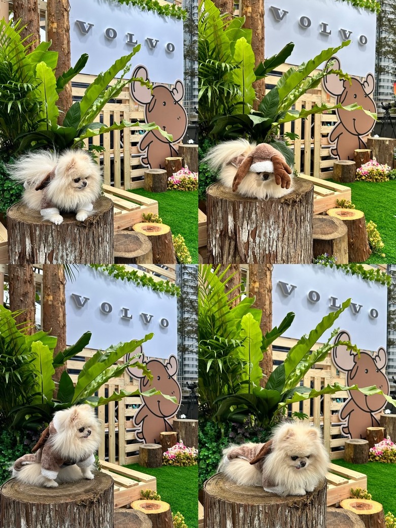 MILU寵物夜行，毛孩的道路安全值得被注意🐕