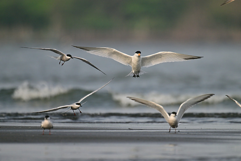 神話之鳥黑嘴端鳳頭燕鷗在高雄汕尾出現約24分鐘，2024年3月30日從下午3:55出現至4:19離開。