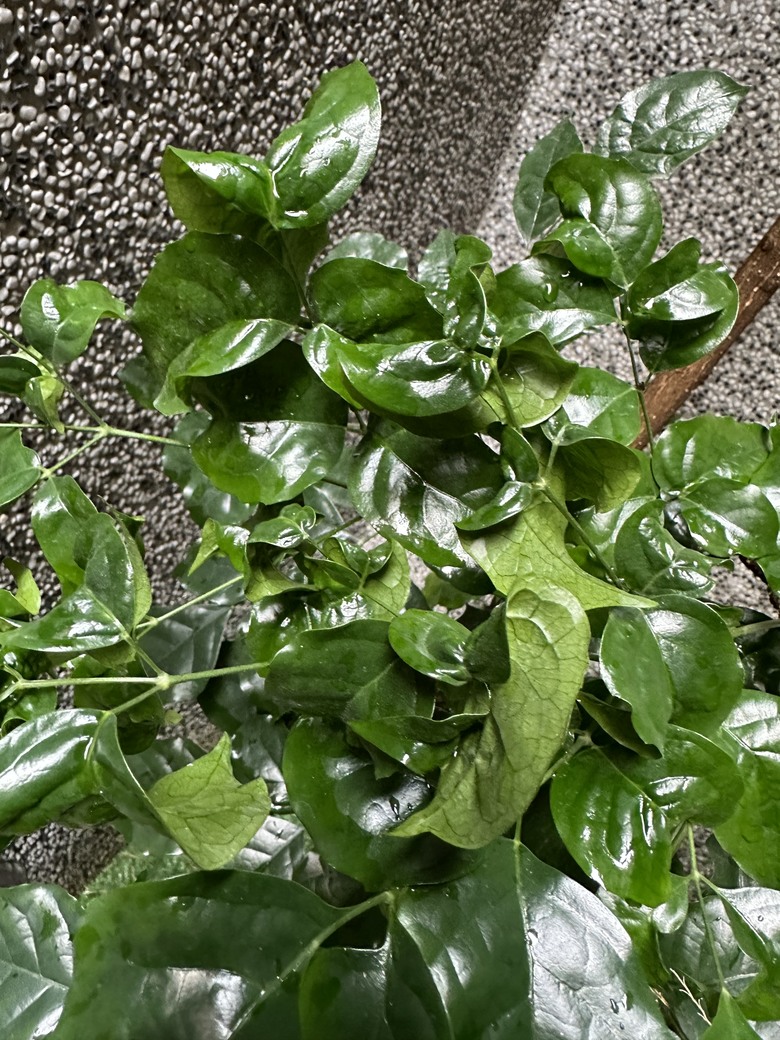 點我看大圖 請教旺旺樹修剪